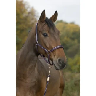 Licol + Longe Norton "Brillant"