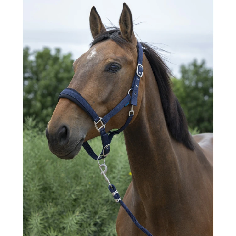 Licol + Longe Norton "Large"