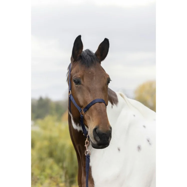 Licol + Longe Norton "Rose Gold"