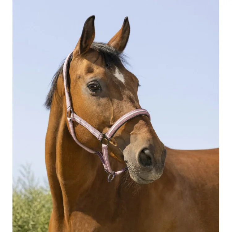 Licol Norton "Bouclerie Noire"