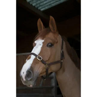 Licol Norton Club "Cuir"