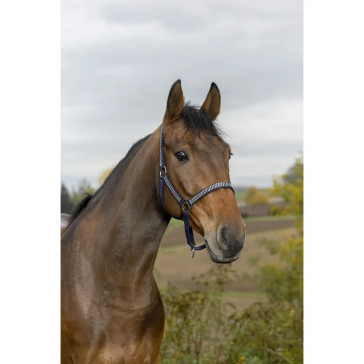 Licol Norton "Diamond"