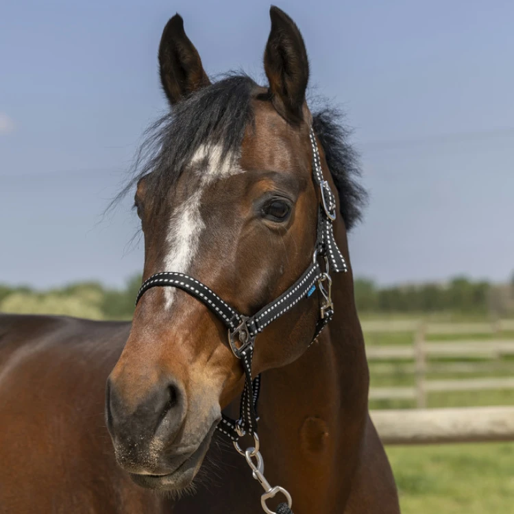 Licol Norton Grooming