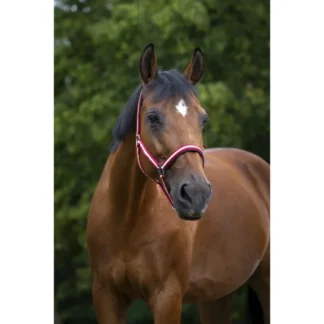 Licol Norton Nylon Doublé Néoprène