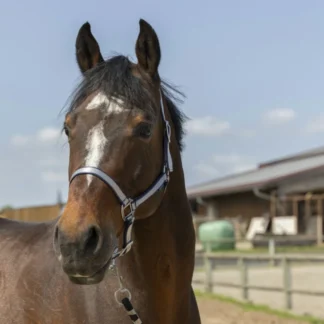 Licol Norton Nylon Soft