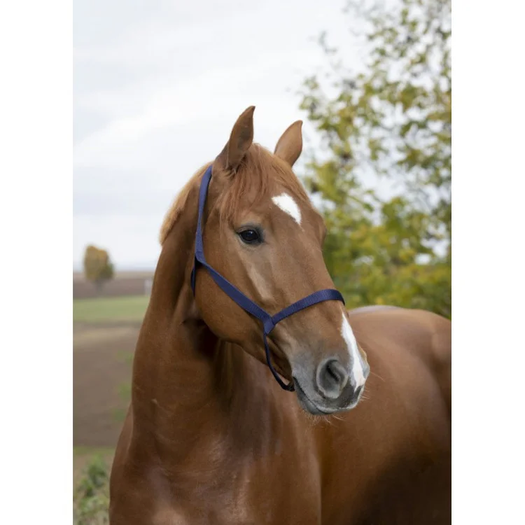 Licol Norton Sans Boucle