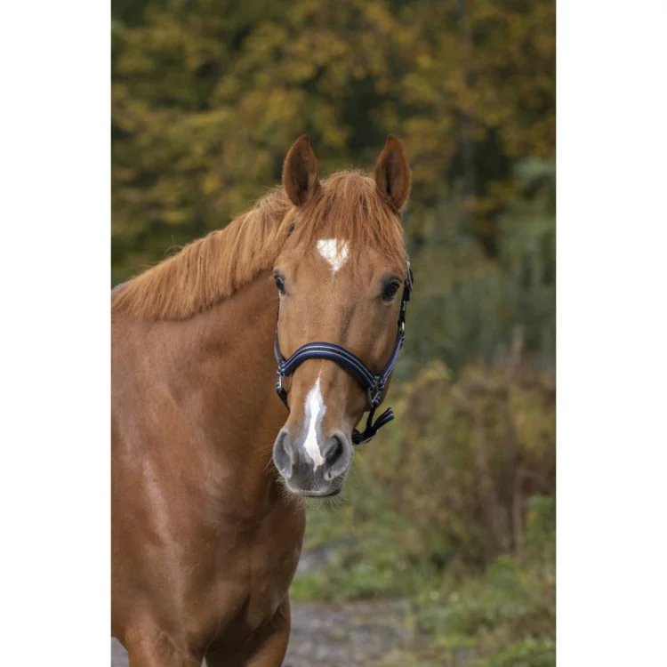 Licol Norton "Strong"