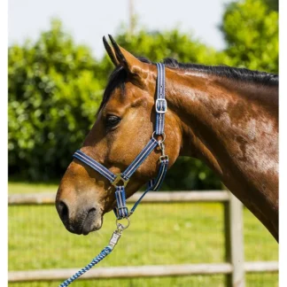 Licol Norton Tricolore Doux