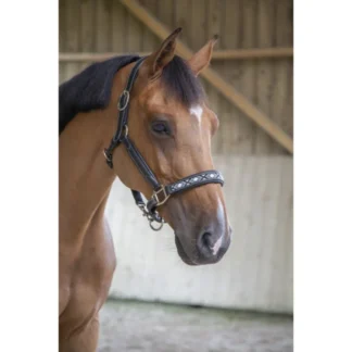 Licol Pénélope "Pearl"