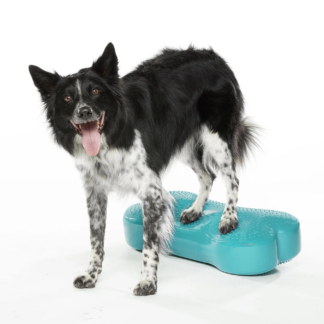 Regular K9FITbone Dog Balance Training Platform