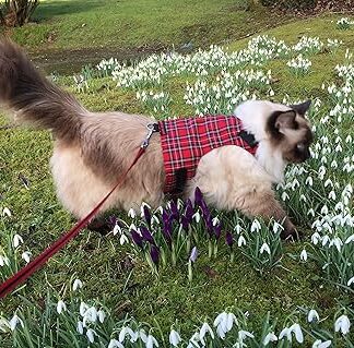 Mynwood Cat Jacket / Harnesses Royal Stewarttartan Adult Cat Escape Proof