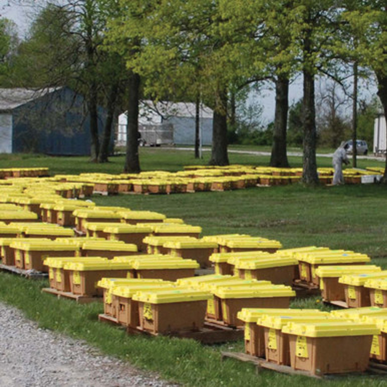 4 Frame Italian Nuc - Hackensack, MN - Pickup Only