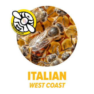 Italian Package Bees