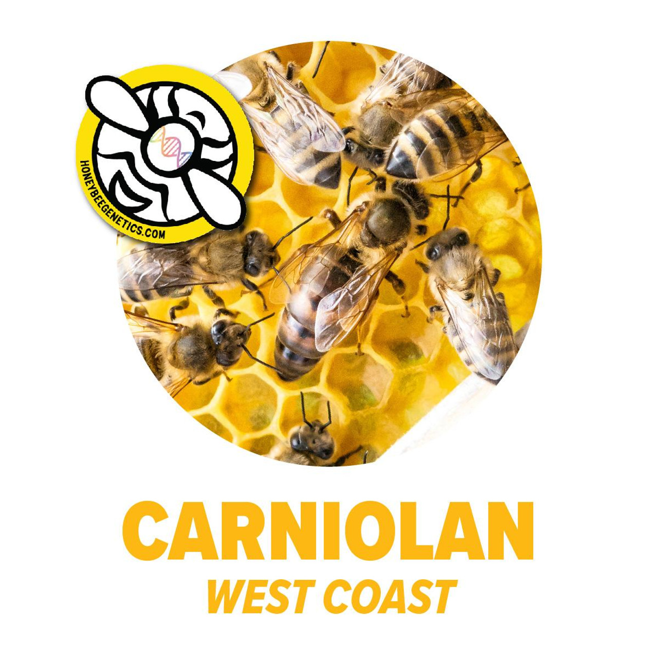 Carniolan Package Bees