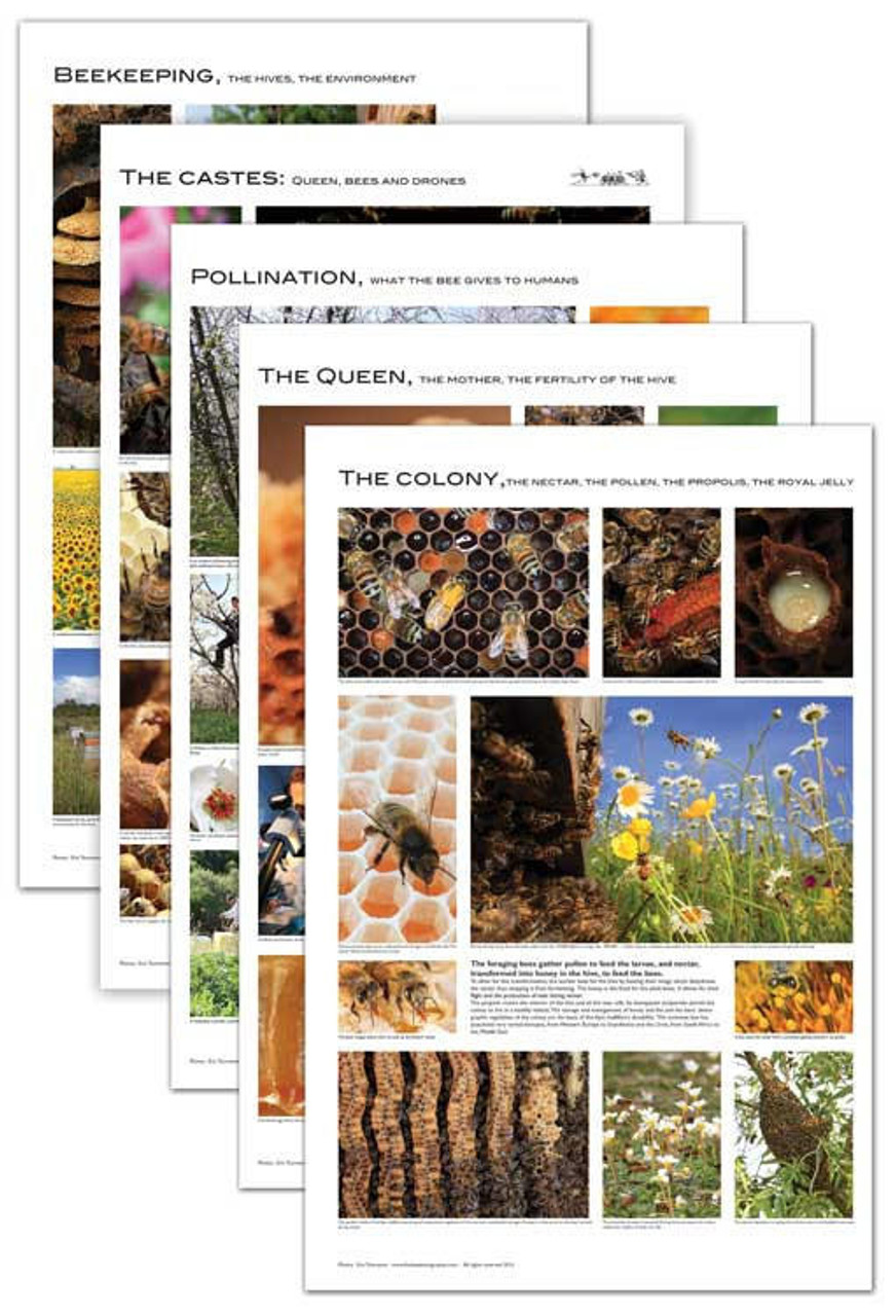 Beekeeping Posters - Set of 5