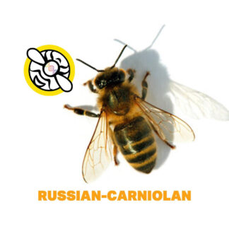 California Russian-Carniolan Package Bees