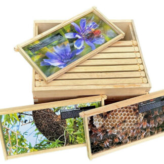 Teaching Beekeeping Frame, Set of 10
