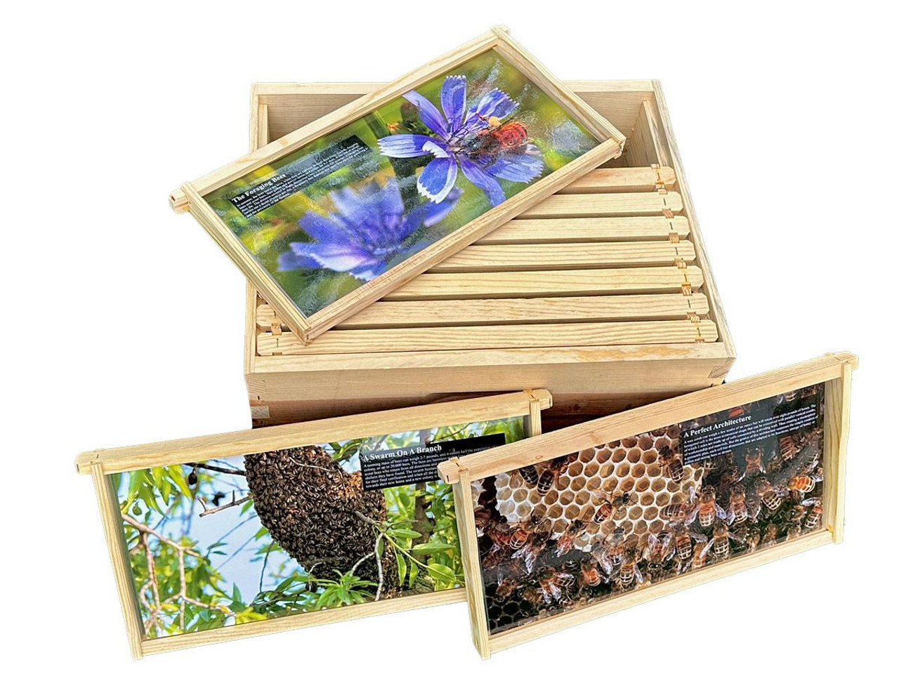 Teaching Beekeeping Frame, Set of 10