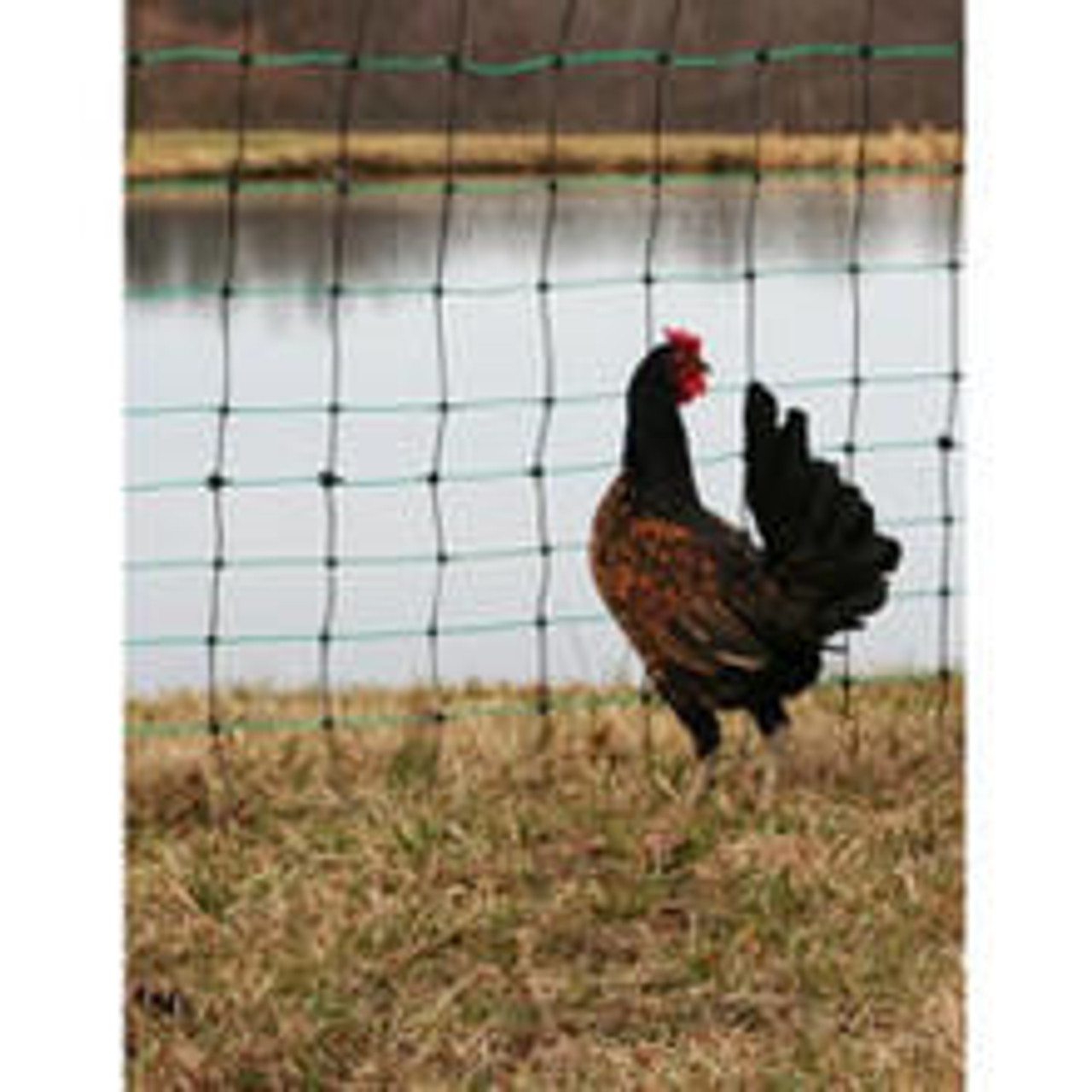 Positive/Negative Electric Fencing 48 H x 164' L