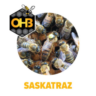 OHB Saskatraz Package Bees