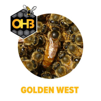 OHB Golden West Package Bees
