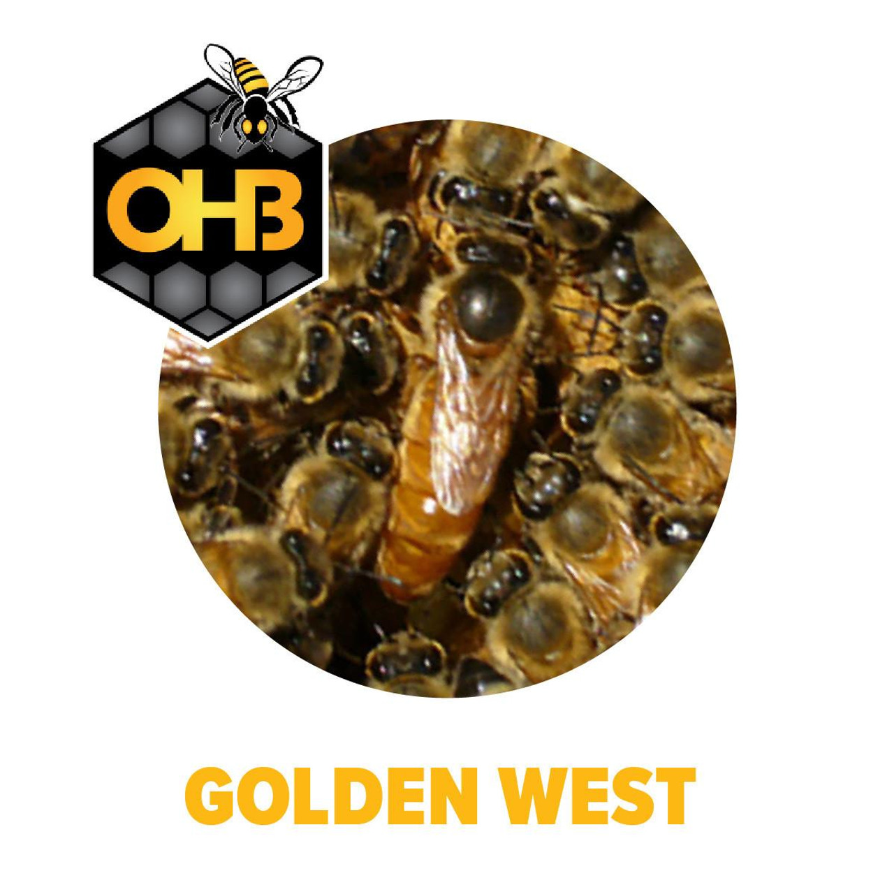 OHB Golden West Package Bees