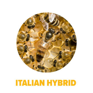 Southern Italian Hybrid Package Bees