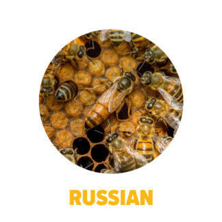 Purebred Russian Package Bees