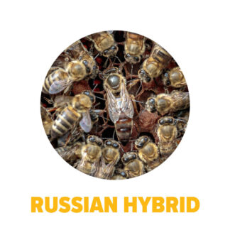 Russian-Hybrid Package Bees