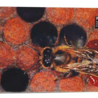 Teaching Frame Inserts - Set of 20