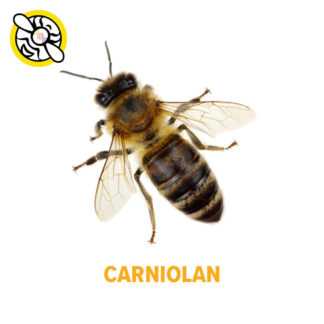 California Carniolan Package with Vaccinated Queen