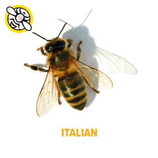 California Italian Package with Vaccinated Queen