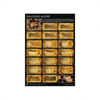 Photographic poster From egg to bee 60x90cm