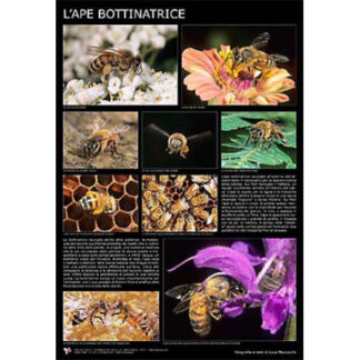 Photographic poster “The forager bee” 60x90 cm