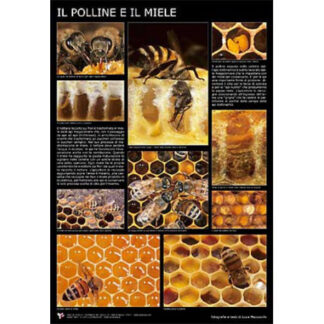 Poster Pollen and honey, 60x90 cm