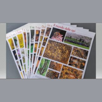 The World of Bees Poster (10-poster kit 50 x 70)