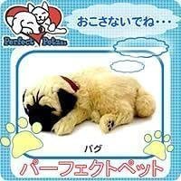 Perfetto pug animale domestico