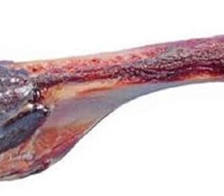 Nobby Italiano in osso di medie dimensioni, misura 17 cm