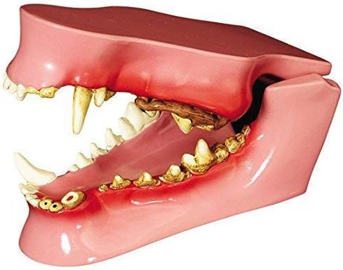 ERNZI Modello Anatomico della Mascella del Cane/Cane - Modello Anatomico per Denti del Cane con Nove Patologie per I Laboratori di Insegnamento Veterinario: 4,75 X 2,75 X 2 Pollici