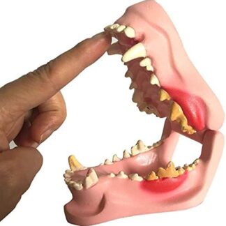 LMEIL Modello Dentale Canino, Chiara Replica Anatomica del Corpo Animale della mascella del Cane con patologie Comuni per Lo Strumento educativo dell'ufficio Veterinario