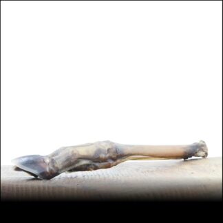 osso di capriolo – 5 pezzi | tutta la gamba inferiore | essiccato delicatamente | alta qualità | dall'Unione Europea