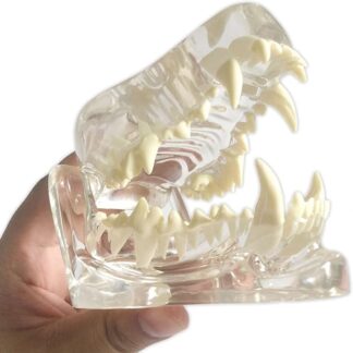 AWJ Modello Dentale Canino Trasparente, Replica Anatomica del Corpo Animale della mascella del Cane con Denti per l'educazione del paziente per Medici, Studenti e Studio per Lo Strumento educati