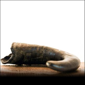 Corno di Bufalo M (200g +) – di George and Bobs