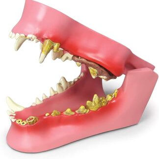 UIGJIOG Modello Dentale Canino Animale, Replica di Anatomia del Corpo Canina della mascella del Cane w/patologie Comuni per Strumento educativo Ufficio Veterinario