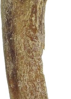 Nobby Pizzetta, 12 cm, 50 pezzi