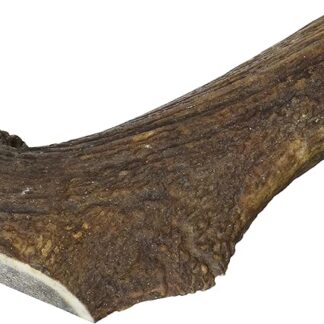 ARQUIVET Mezzo Corno di cervo - Corno da masticare per cani ecologico - Corno di cervo per cane - Corno da masticare naturale - Corno di cervo raccolto autunnale - XL - 121-170 g