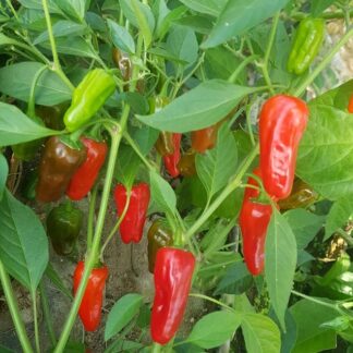 Chili - Colletto a forma di peperoncino, rosso/rosso