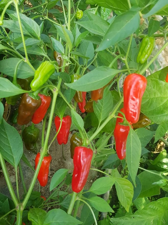 Chili - Colletto a forma di peperoncino, rosso/rosso