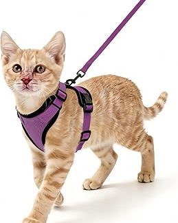 Harnais et Laisse pour Chat Ensemble Harnais pour Chaton Infaillible с Laisse Anneau en Métal Portable Léger et Doux Идеально подходит для прогулок и путешествий Chaton, Purple, S
